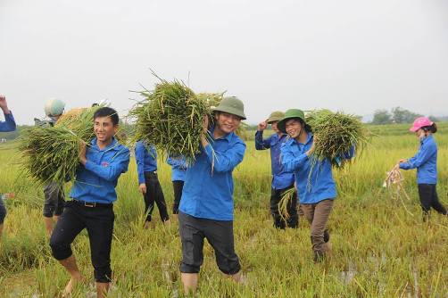 ĐVTN giúp dân thu hoạch lúa mùa tại xã Tượng Sơn, huyện Thạch Hà